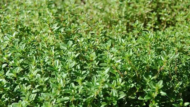 Bu baharat yoğurtla karışınca beyni iki kat hızlandırıyor - Resim: 1